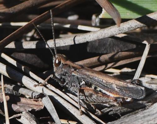 Réf. 245 153 : Omocestus raymondi raymondi